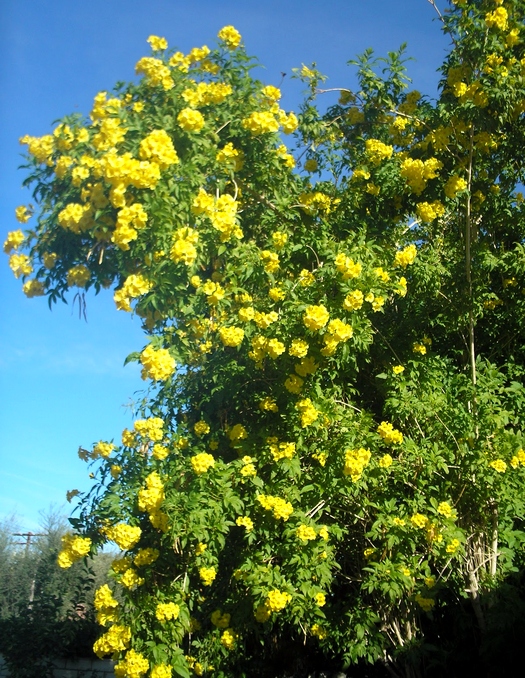 Кампсис желтый многолетнее растение