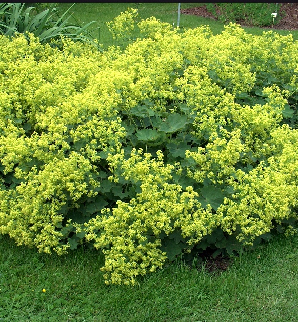 Алхемилла (манжетка) желтая многолетнее растение