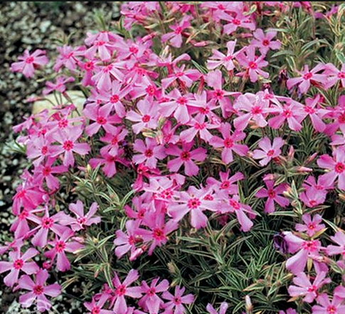 Флокс шиловидный Nettleton Variation многолетнее растение