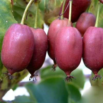 Киви (актинидия)  женская пурпурная многолетнее растение