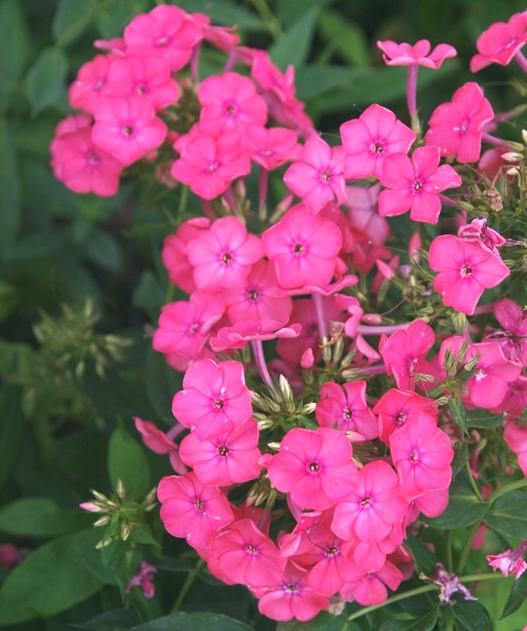 Флокс Adessa Special Pink многолетнее растение