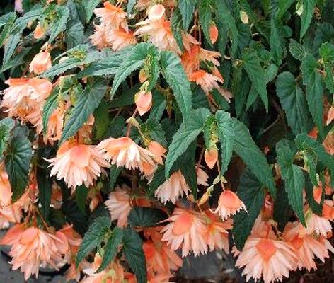 Бегония Belleconia Soft Orange декоративное растение