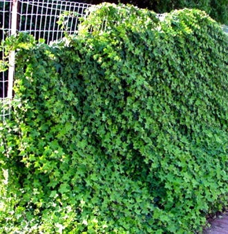 Плющ (Hedera) вечнозеленый многолетнее растение
