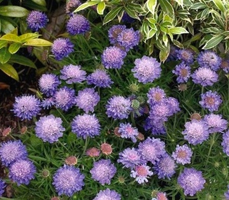 Скабиоза japonica Ritz Blue многолетнее растение