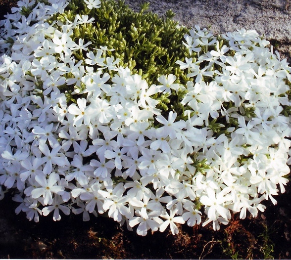 Флокс шиловидный White многолетнее растение