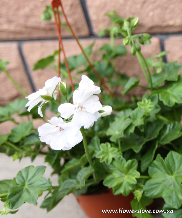 xПеларгония Ivi White в горшке  декоративное растение