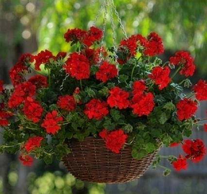 xПеларгония Ivi Deep Red в горшке декоративное растение