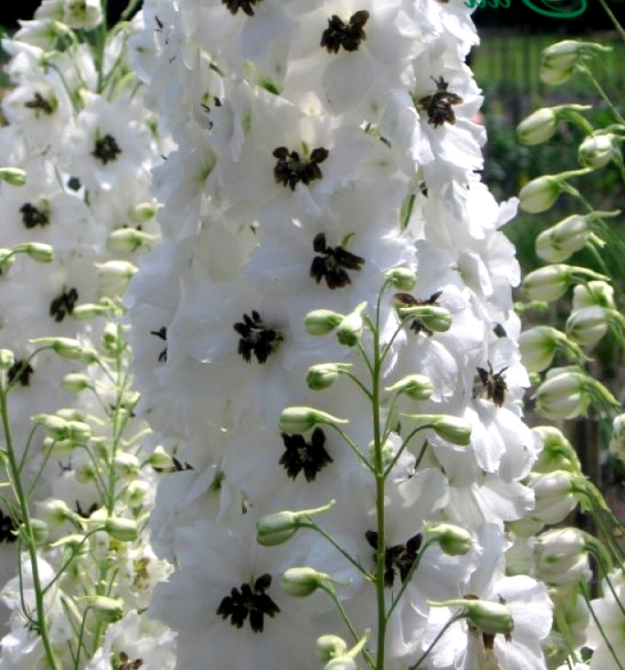 Дельфиниум Magic Fontains White with Eye декоративное растение