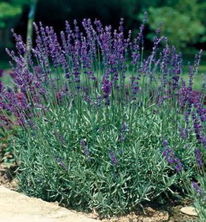 Лаванда Ellagance Purple многолетнее растение