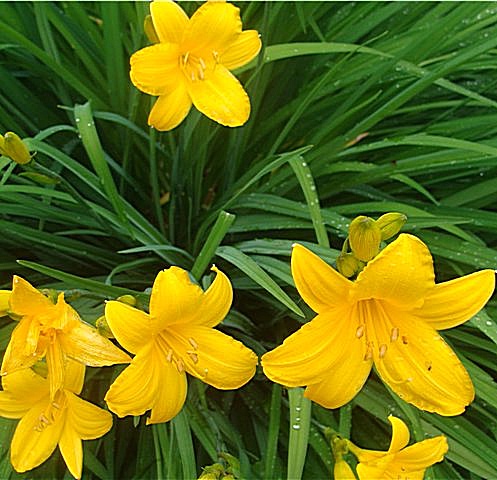 Лилейник желтый многолетнее растение