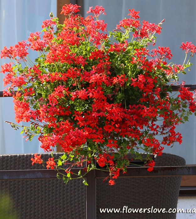 xПеларгония ампельная Ville de Paris Red декоративное растение
