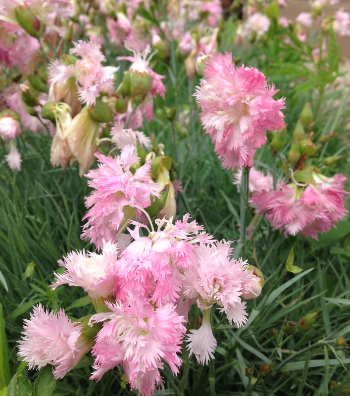Гвоздика почвопокровная Delilah Pink многолетнее растение
