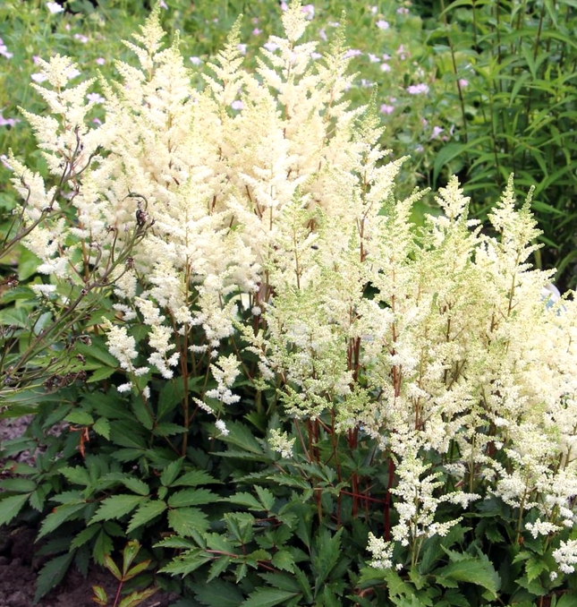 Астильба Younique White многолетнее растение