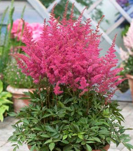 Астильба Younique Lilac многолетнее растение