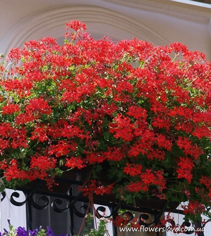 xПеларгония ампельная Ville  de Paris Red в горшке декоративное растение
