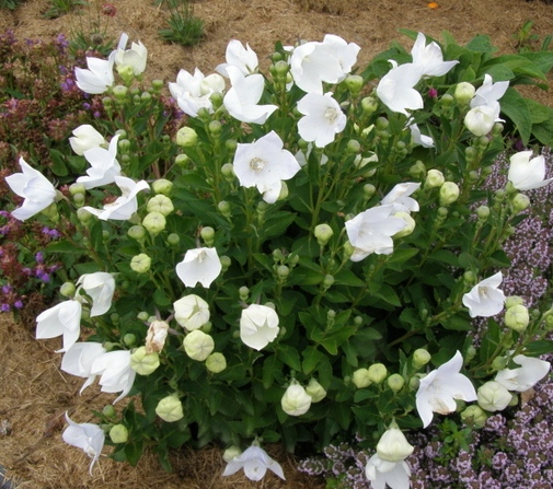Платикодон белый многолетнее растение