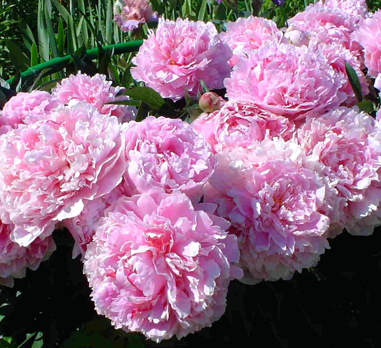 Пион розовый Sarah Bernhardt многолетнее растение