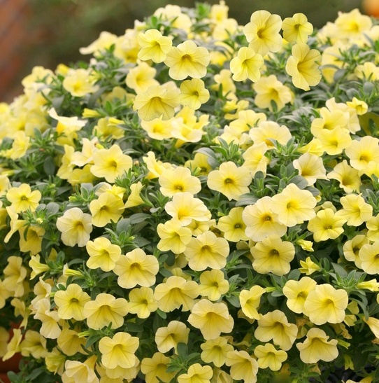 xКалибрахоа Yellow в подвесном горшк декоративное растение