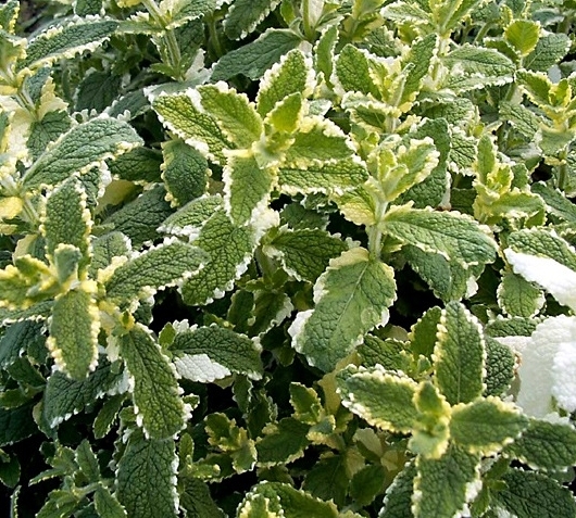 Мята suaveolens Variegata пряное растение