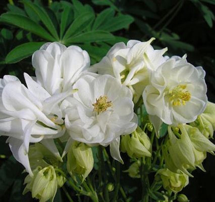 Аквилегия Winky Double White многолетнее растение