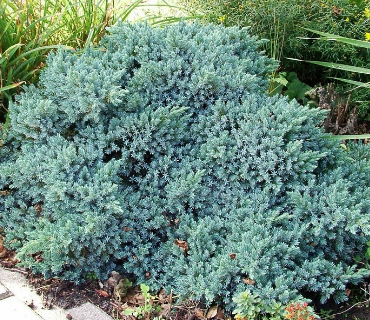 Можжевельник Blue Star многолетнее растение