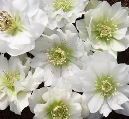 Морозник Double White  многолетнее растение