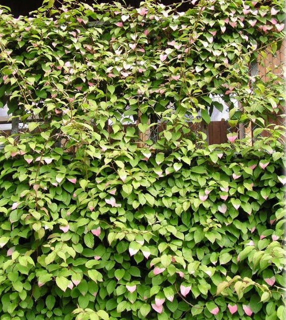 Актинидия (киви) мужская многолетнее растение