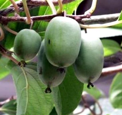  Актинидия (киви) Крупноплодная женская многолетнее растение