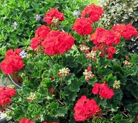xПеларгония зональная Bright Red в горшке декоративное растение