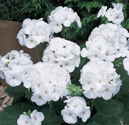 xПеларгония зональная White в горшке декоративное растение