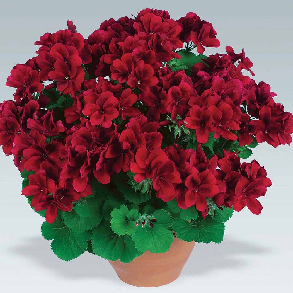 xПеларгония королевская Aristo Red в горшке декоративное растение