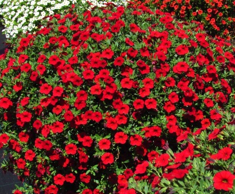 Калибрахоа Deep Red декоративное растение