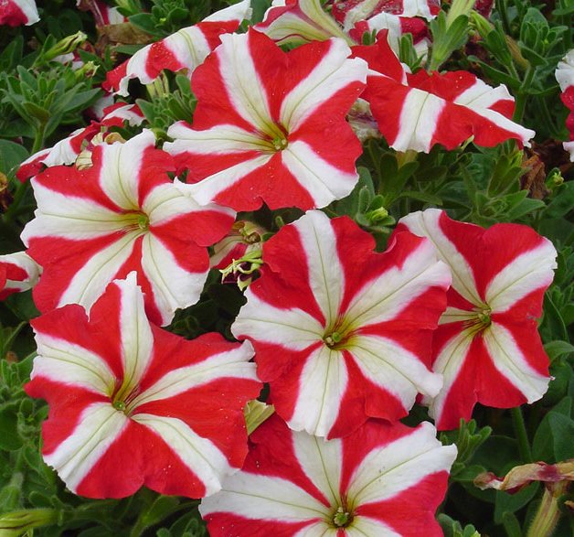 xСульфиния Red Star в горшке декоративное растение