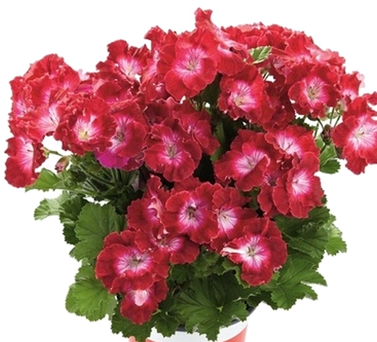 Пеларгония королевская Melva Dark Red декоративное растение