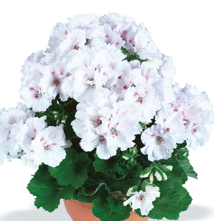 xПеларгония королевская Aristo White в горшке декоративное растение