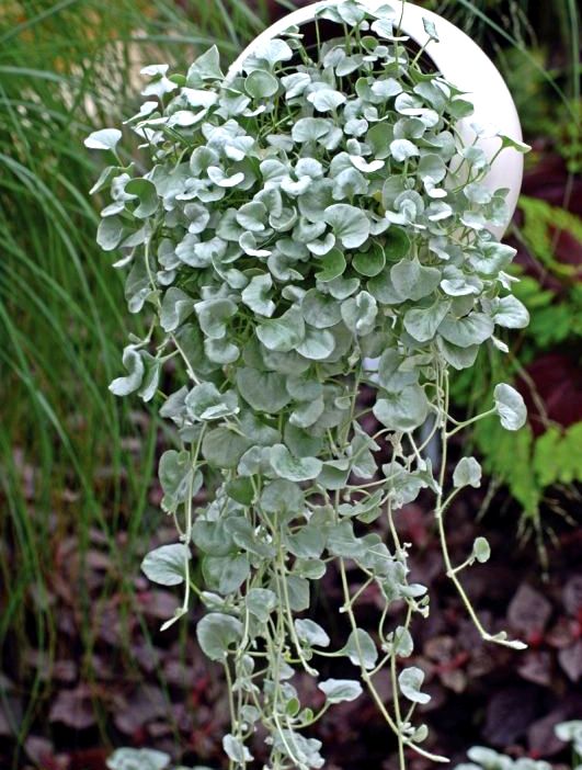 Дихондра декоративное растение