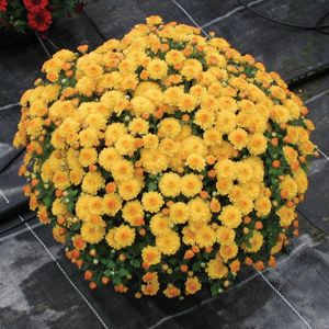 Хризантема шаровидная желтая Gigi Gold декоративное растение