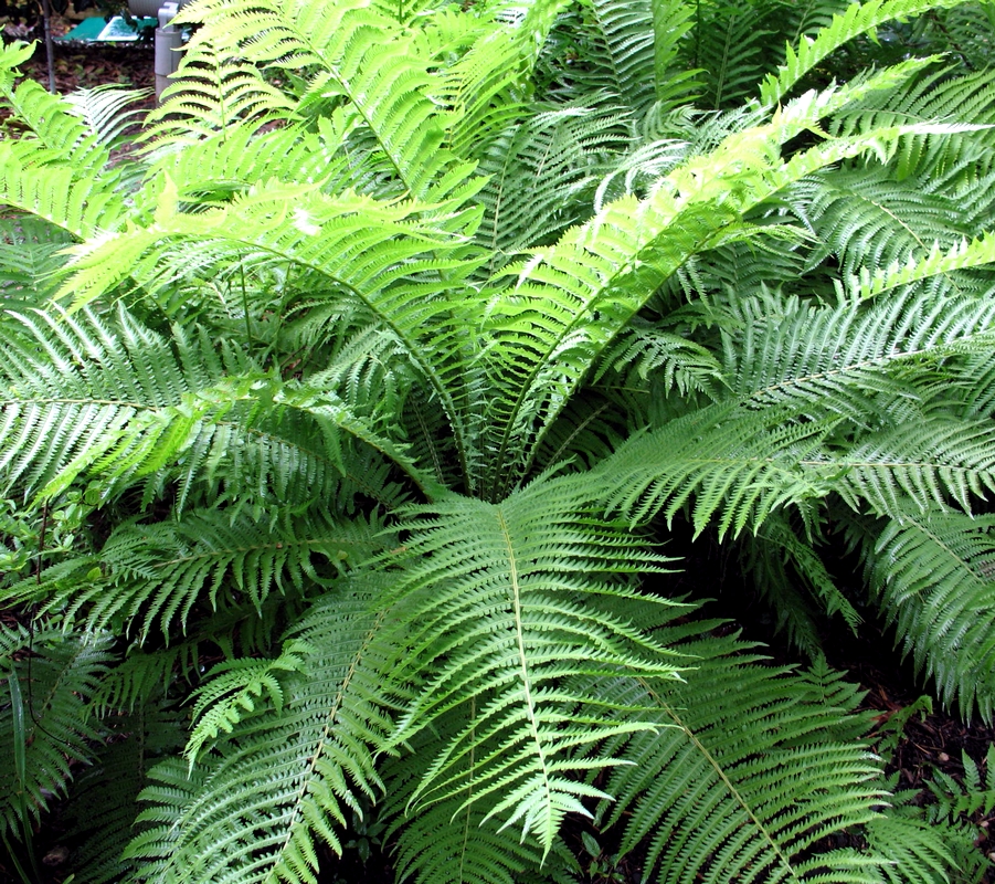Папоротник erythrosora Crispa многолетнее растение