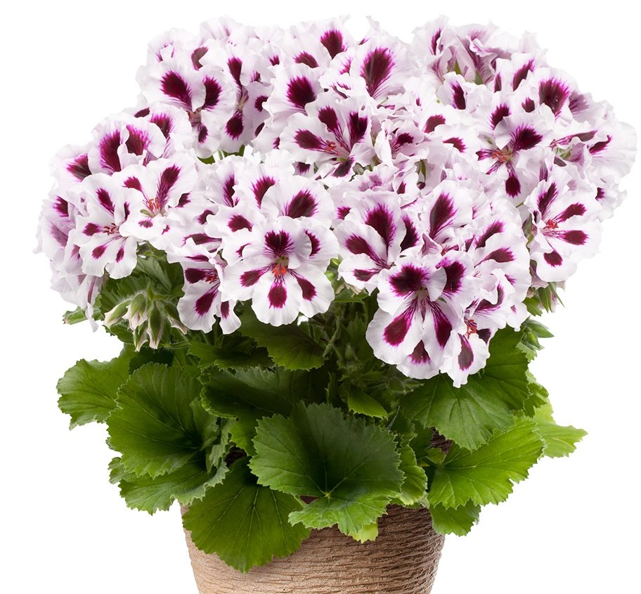 xПеларгония королевская Aristo Purple Stripes в подвесном горшке декоративное растение