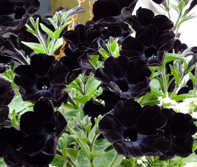 xПетуния Black в горшке декоративное растение
