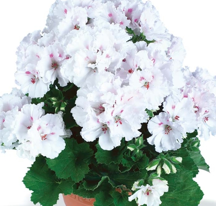 xПеларгония королевская White в горшке декоративное растение