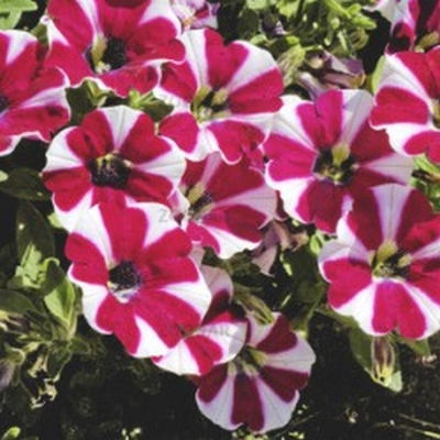 xПетуния ампельная Rose Bicolor в горшке декоративное растение