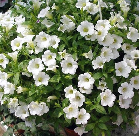 Петуния ампельная White декоративное растение