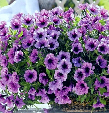 xСурфиния Purple Vein В горшке декоративное растение