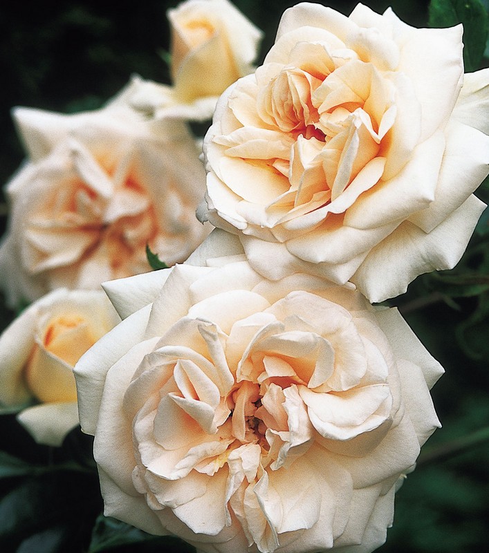 Роза английская плетистая Penny Lane многолетнее растение