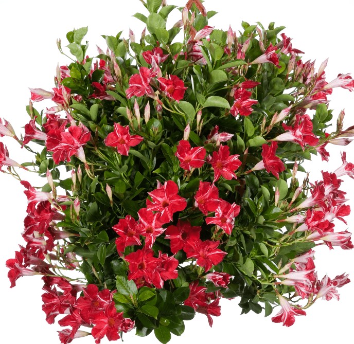 Дипладения Sundaville Red Star декоративное растение