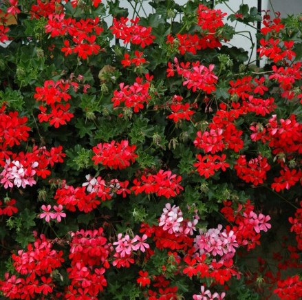 xПеларгония Decora Red в подвесном горшке декоративное растение