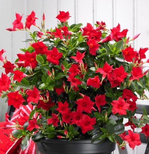 Дипладения Classiс Red декоративное растение