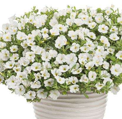 Калибрахоа Superbells Unique White декоративное растение