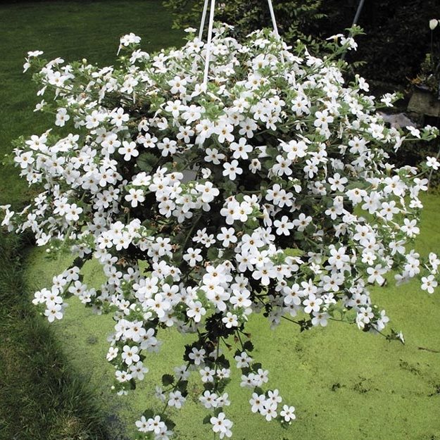Бакопа (сутера) Everest white декоративное растение